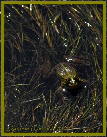 Rana verde - Pelophylax sp. (Toscana)